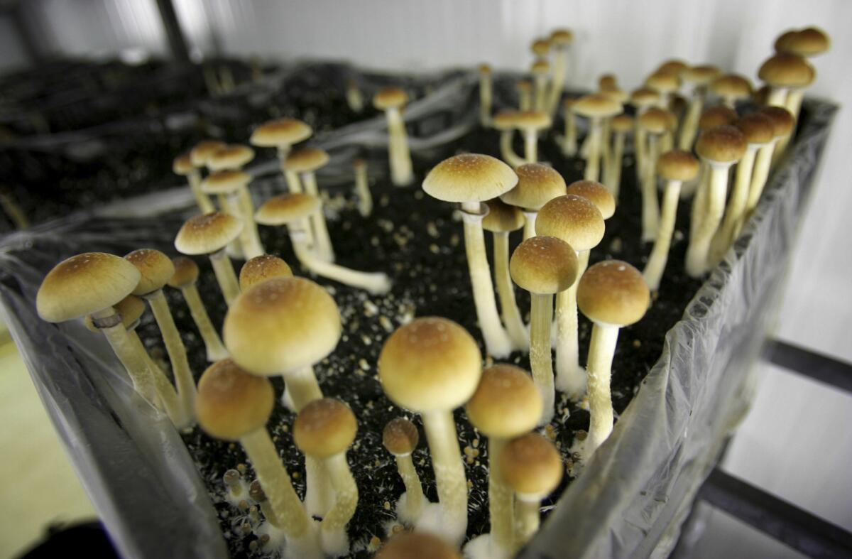 Chem50 Guide: Buy Psychedelic Mushrooms & Magic Truffles Online