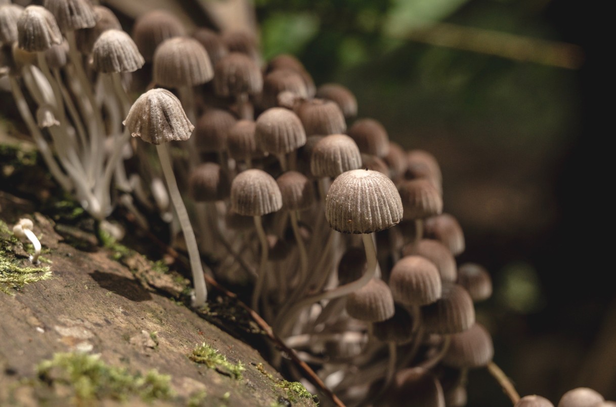 Chem50 Guide: Buy Psychedelic Mushrooms & Magic Truffles Online