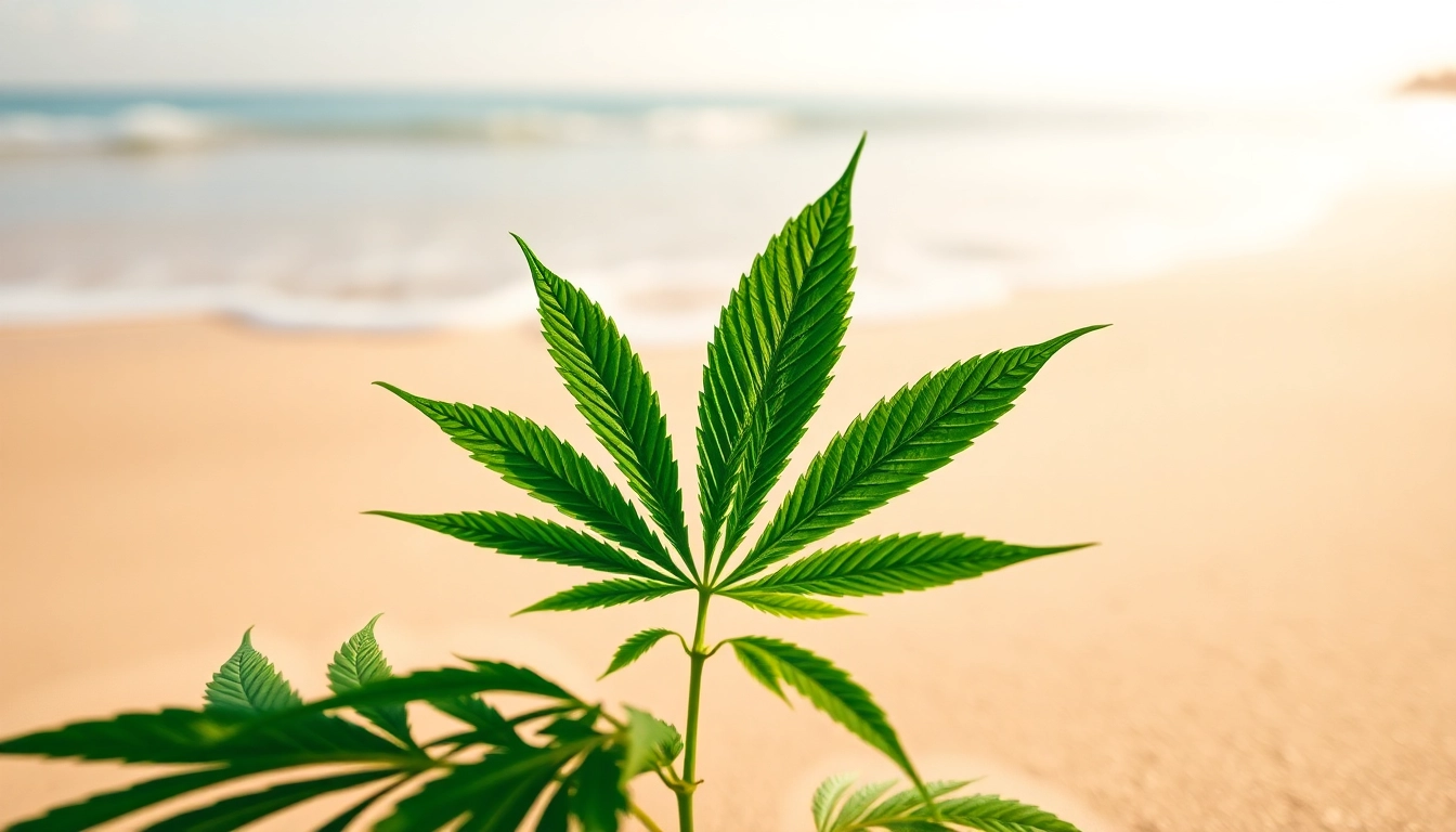 Explore the unique characteristics of the Miami Runtz strain with vibrant cannabis leaves against a sunny beach backdrop.